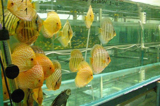 Řízení technologií vytápění velkoobchodu s akvarijními rybkami